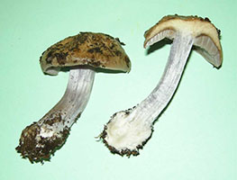 Cortinarius pseudosalor.